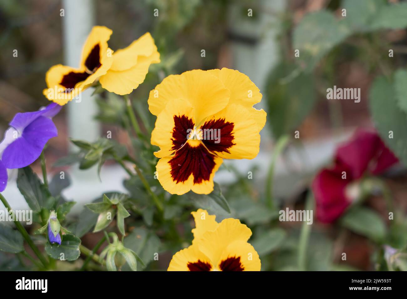 close up of beautiful summer flowering multi-colored Pansies (Viola tricolor var. hortensis) Stock Photo