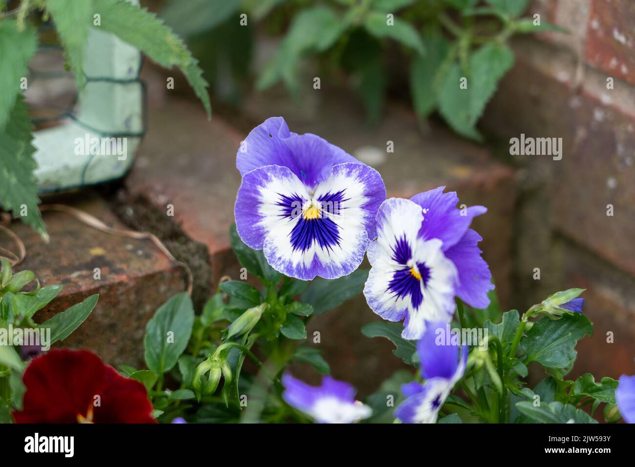 close up of beautiful summer flowering multi-colored Pansies (Viola tricolor var. hortensis) Stock Photo