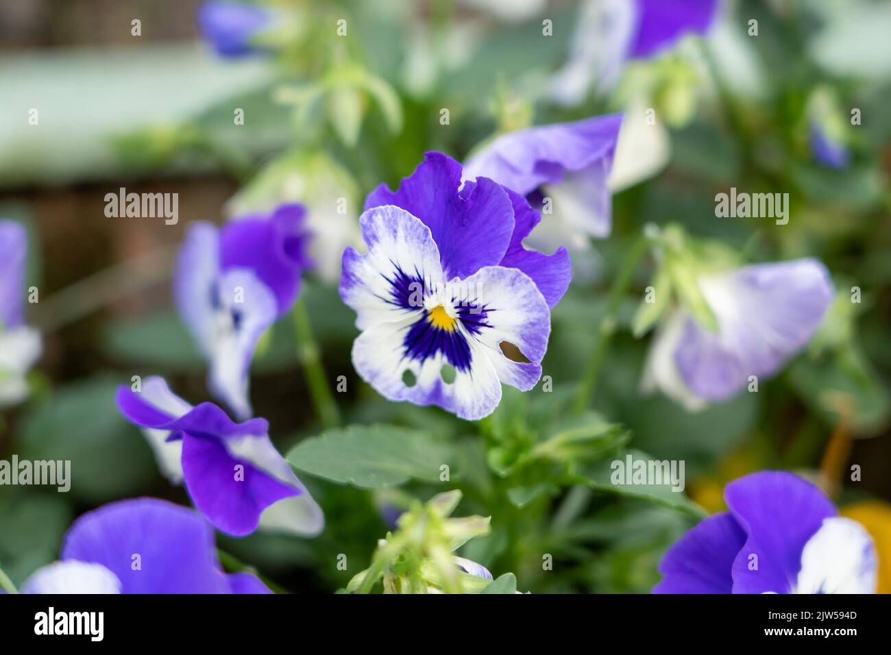 close up of beautiful summer flowering multi-colored Pansies (Viola tricolor var. hortensis) Stock Photo
