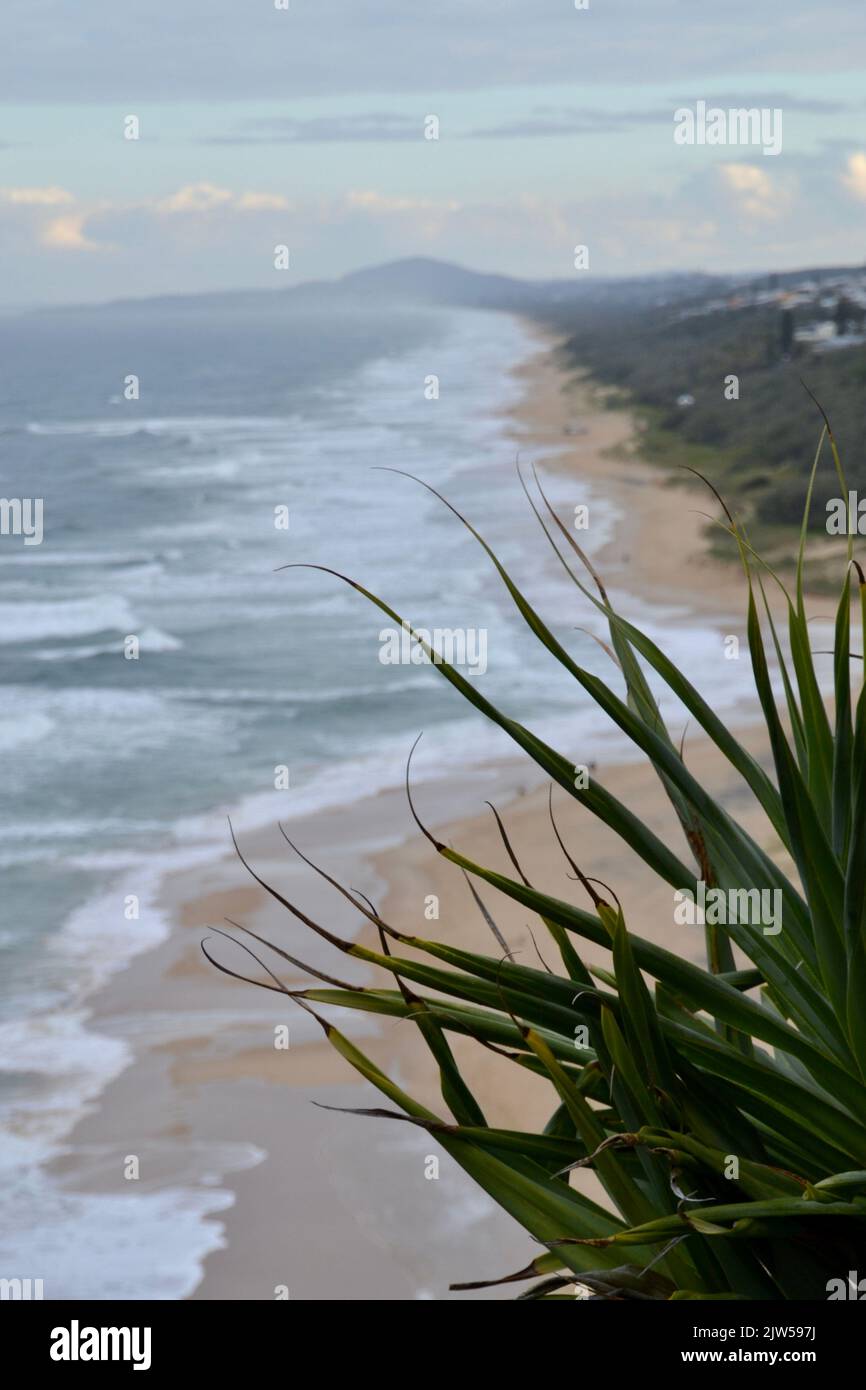 High elevated view of stormy sea along Queensland's Sunshine Coast from Sunshine Beach to Mount Coolum with a pandanus palm tree in the foreground Stock Photo