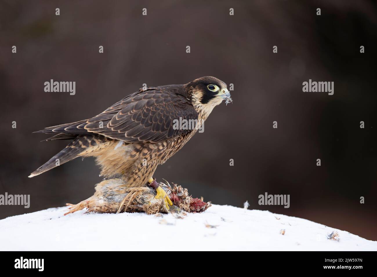 Peregrine falcon with catch quail. Beautiful bird of prey Peregrine Falcon feeding kill big bird on the snowy rock. Stock Photo