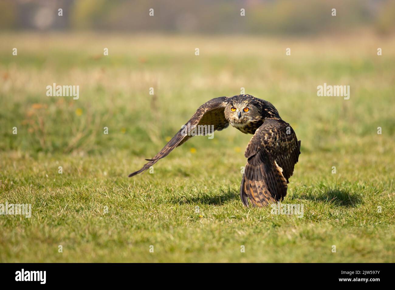 Eurasian Eagle Owl, Bubo bubo,  in natural environment.Wildlife scene from nature. Bird in fly, owl behaviour Stock Photo