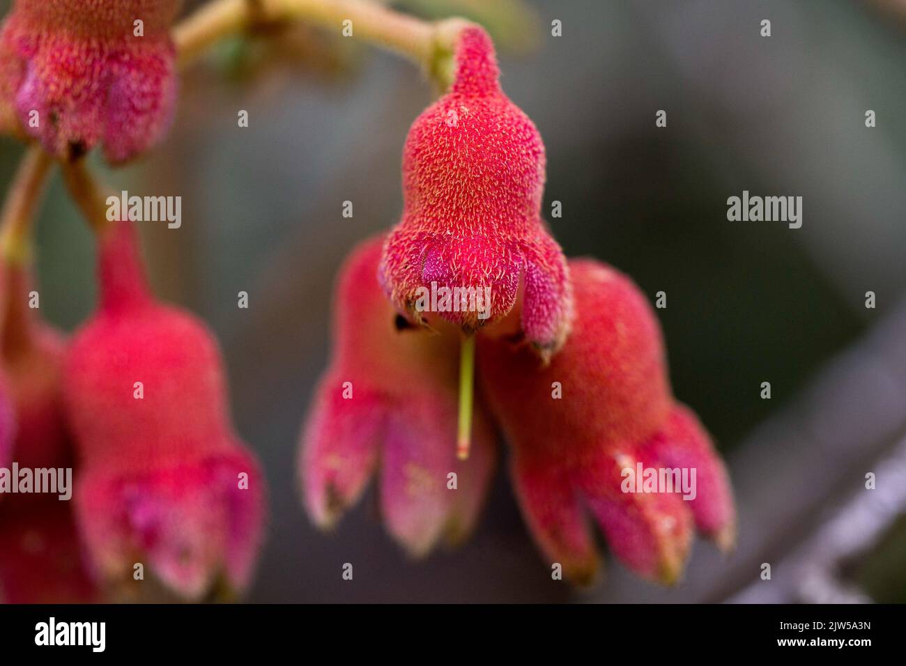 A closeup shot of Euonymus verrucosus flowers Stock Photo