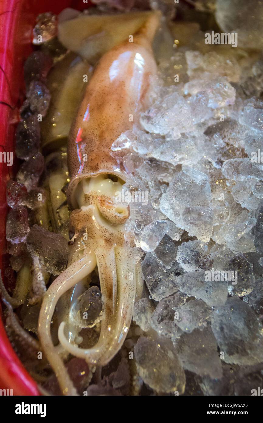 A vertical shot of squid in ice Stock Photo