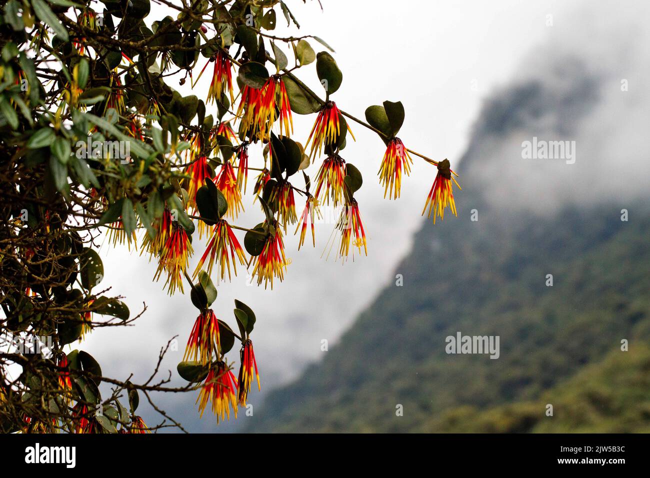 A closeup shot of aetanthus flowers captured in Ecuador Stock Photo