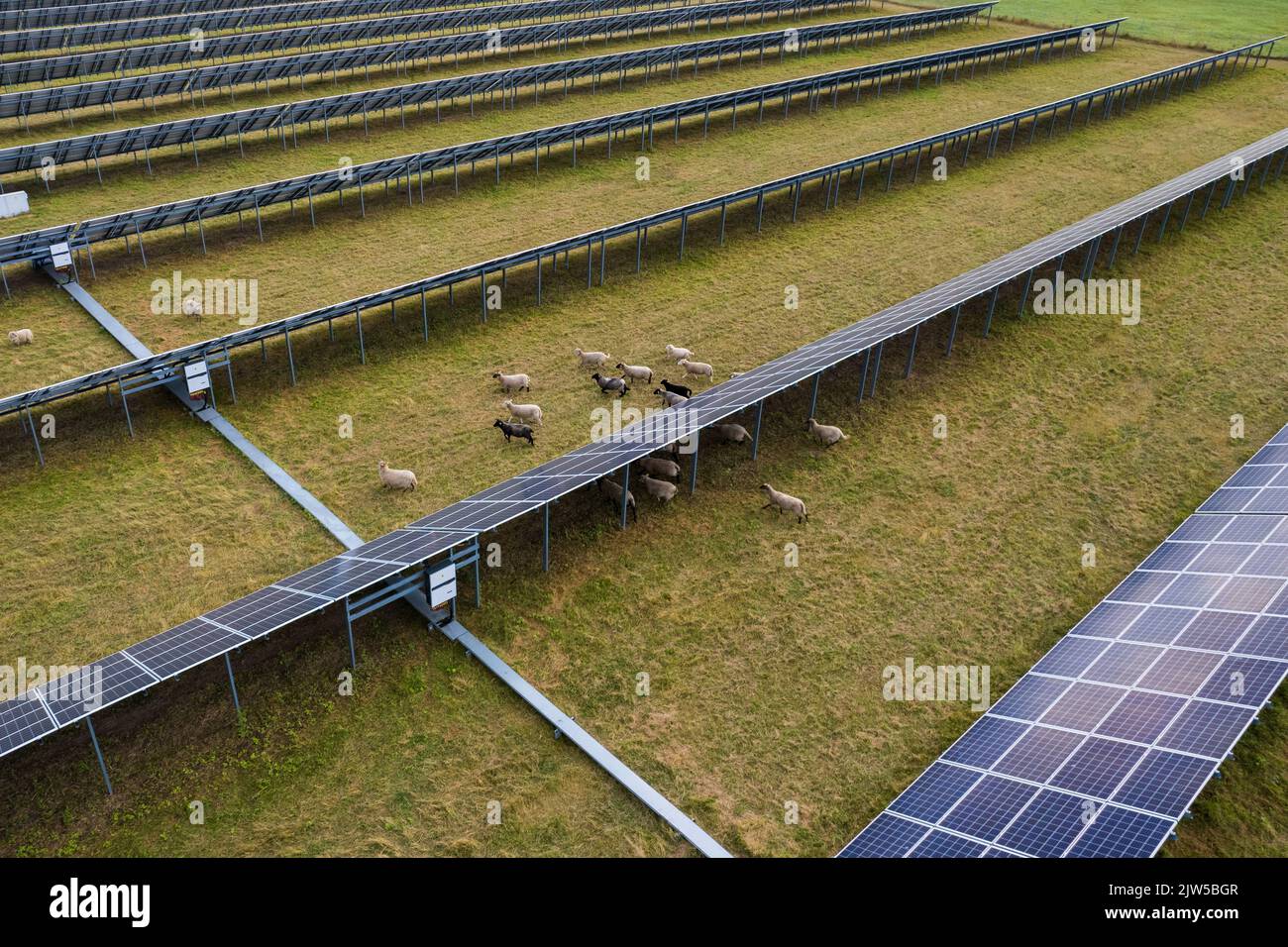 Aerial view of solar panels and sheep eating on a green grass field. Alternative energy source. Stock Photo