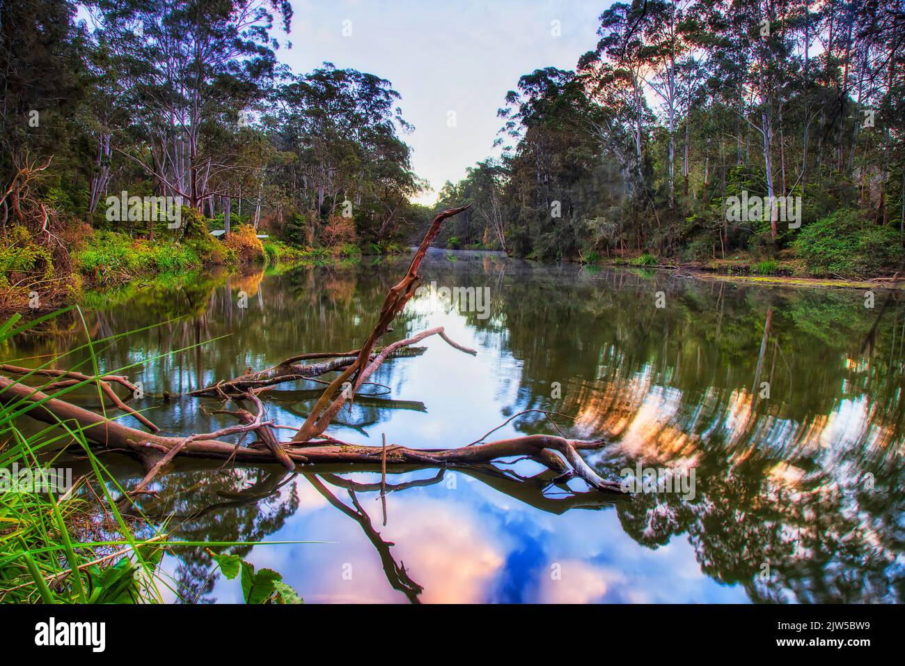 Lane Cove river in Sydney national park - green nature reserve landscape at sunrise. Stock Photo
