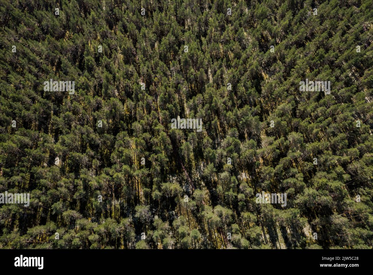 Aerial view of a summer forest in Estonia. Full frame. Stock Photo