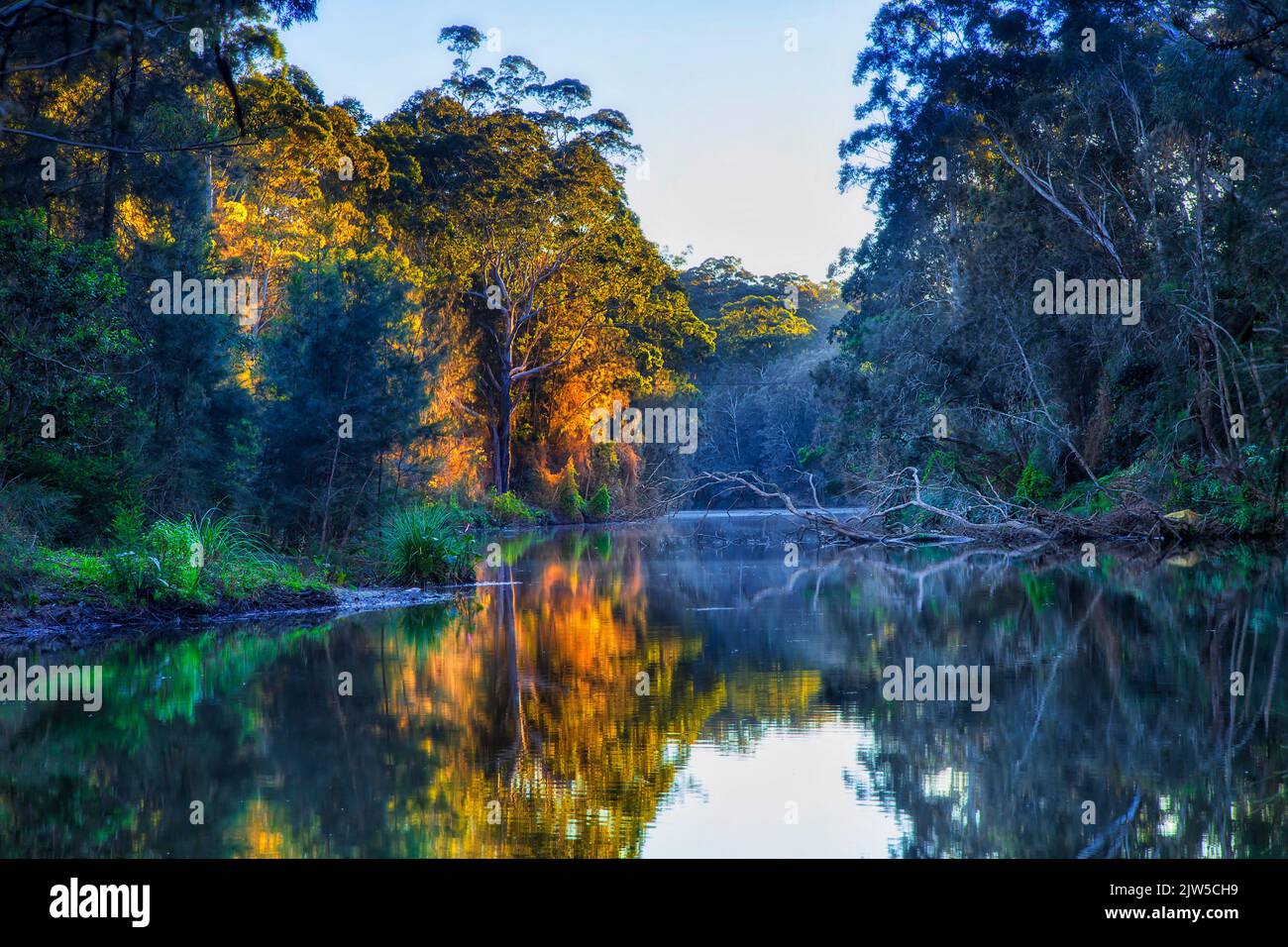 Lane Cove river in Sydney national park - green nature reserve landscape at sunrise. Stock Photo