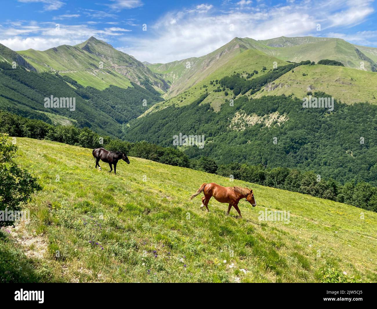 horses at alpine meadow of Monti Sibillini national park, Italy Stock Photo