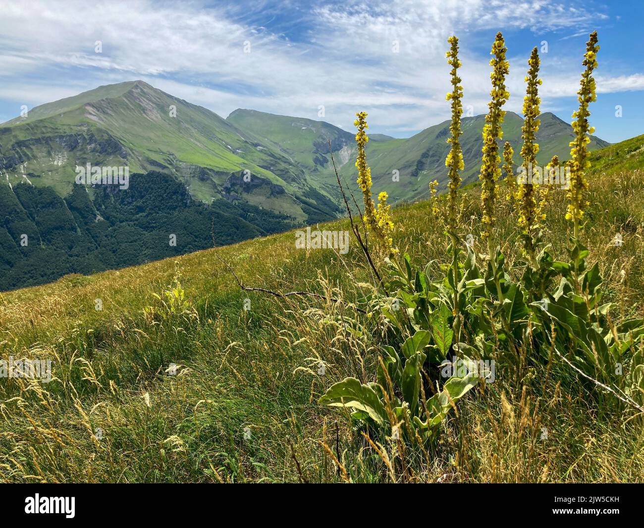 mullein plant, or Verbascum, and mountains of Monti Sibillini national park, Italy Stock Photo