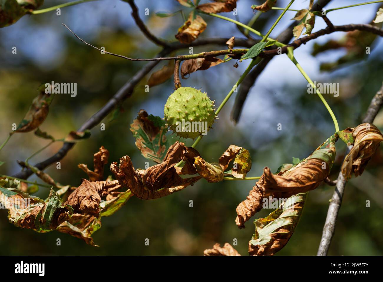a ripe chestnut fruit hangs on a tree with leaves dried up by the summer heat Stock Photo