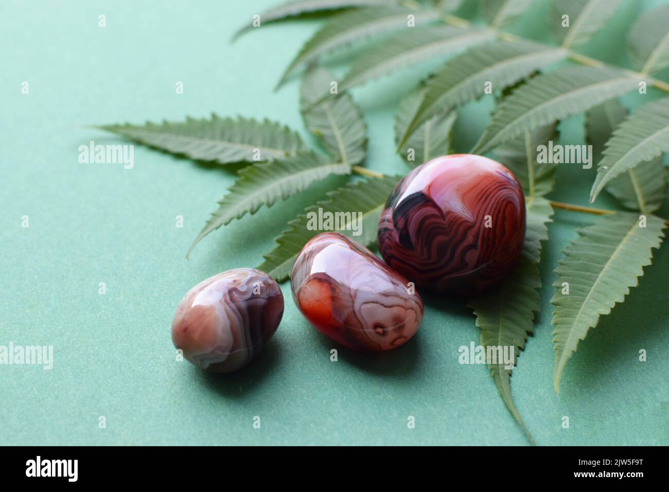 Beautiful round stones of botswana agate with a green branch on a green background. Healing crystals. Selective focus. Stock Photo