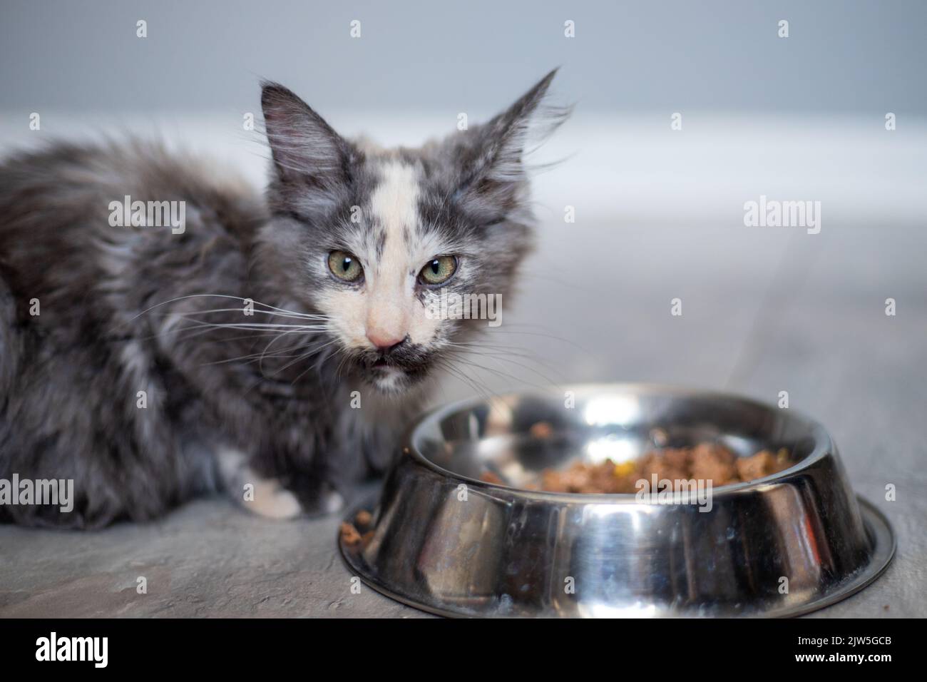 cute kitten maine coon kitten food from cat bowl food Stock Photo - Alamy