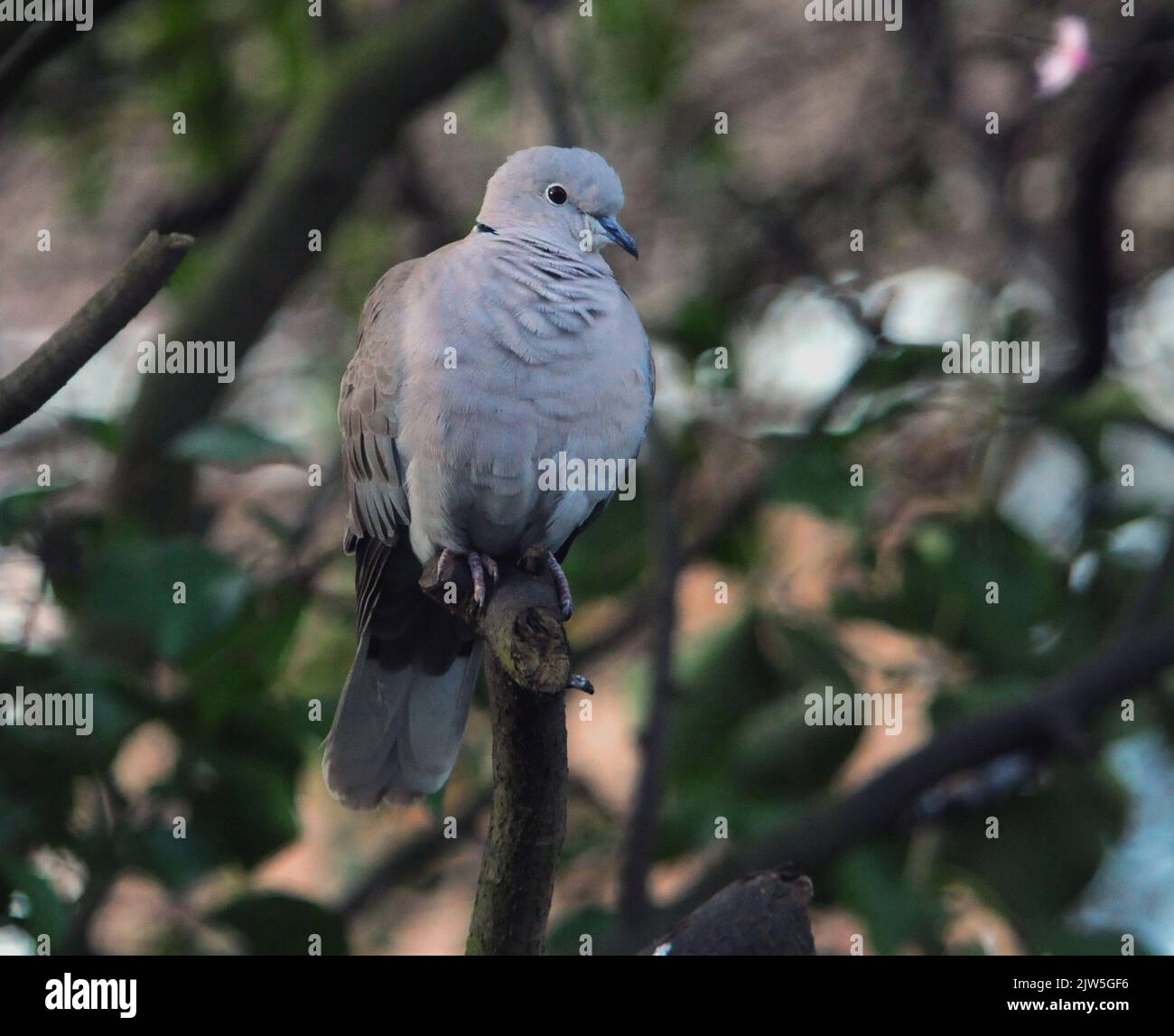 COLLARED DOVE IN A GARDEN AT FAREHAM, HANTS. PIC MIKE WALKER, MIKE