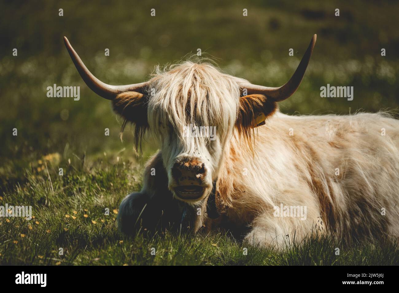 Highland cattle sitting hi-res stock photography and images - Alamy