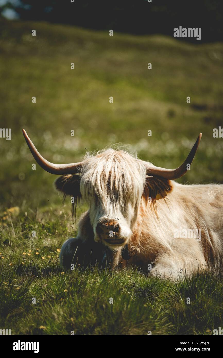A vertical shot of a Highland cattle sitting on the grass Stock Photo ...