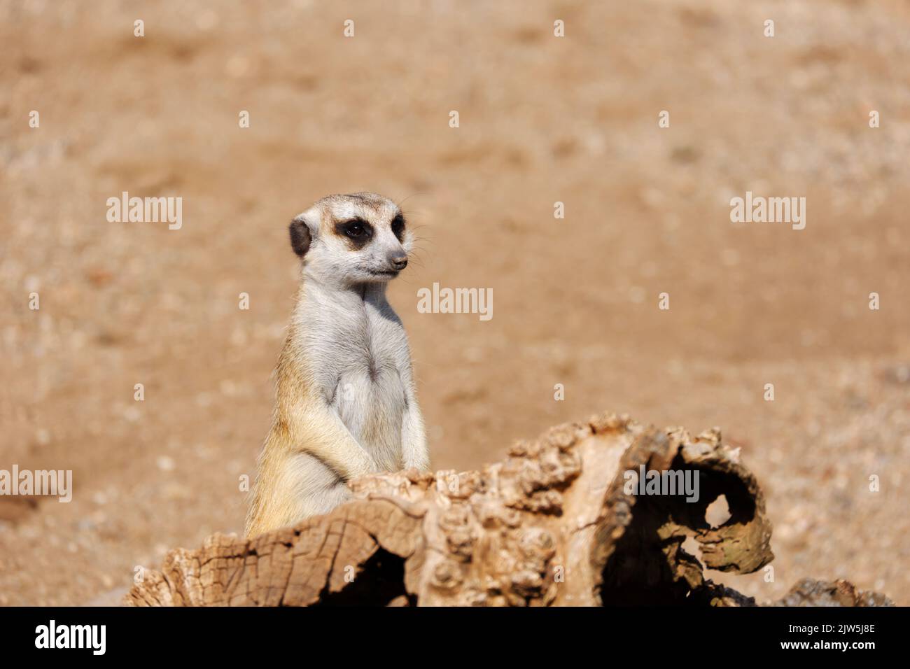 Meerkat standing at observing position at sandy land near wood Stock Photo
