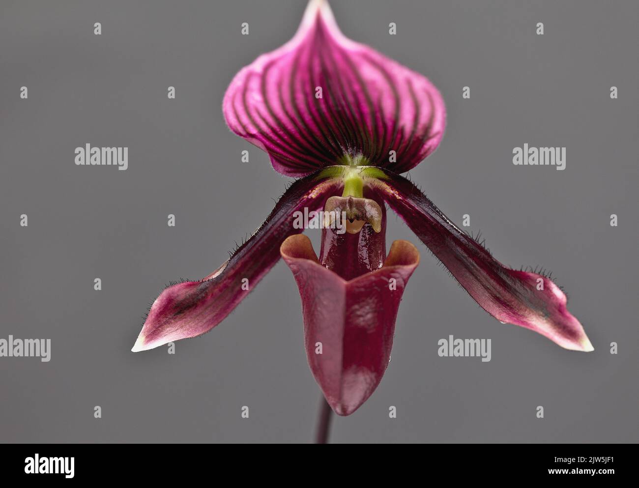 A closeup shot of a pink paphiopedilum wardii flower with a blur background Stock Photo