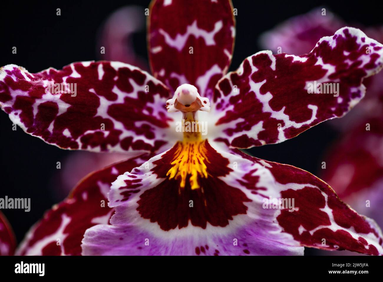 A macro shot of a odontoglossum orchid with a blur black background Stock Photo