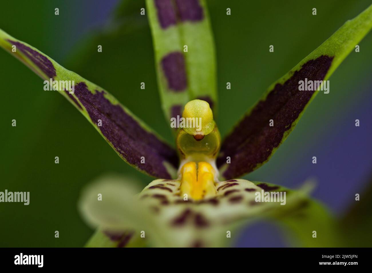 A macro shot of a green Brassia orchid with a blur background Stock Photo