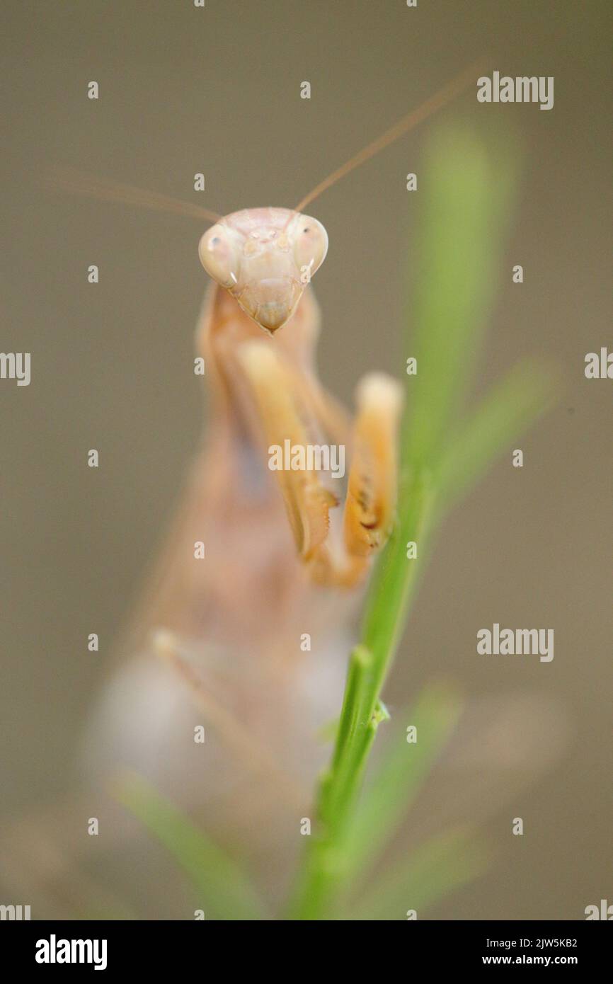 macro photography of wild praying mantis insect in its natural habitat, un spain Stock Photo