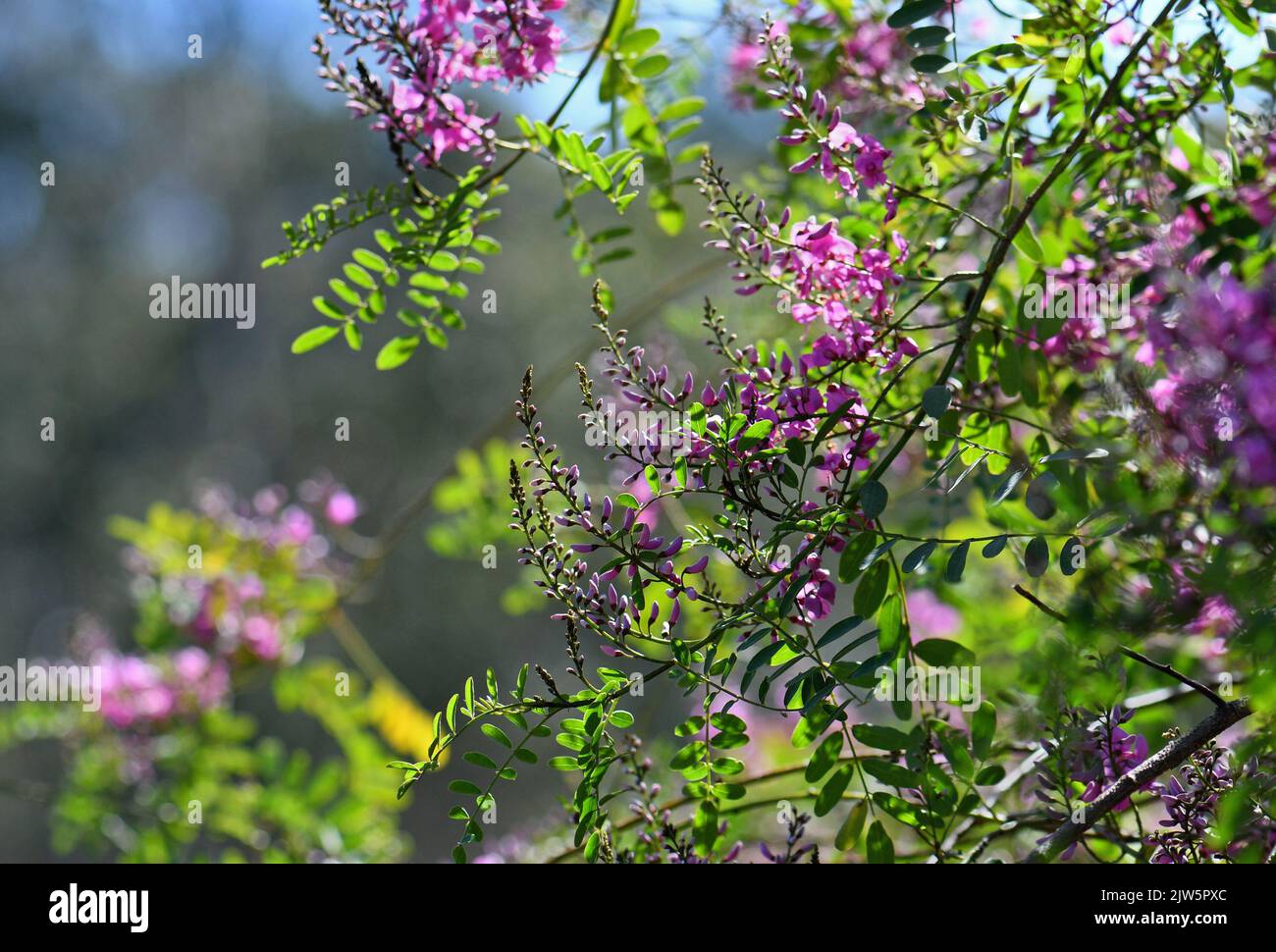 Pink purple flowers and buds of Australian native Indigo, Indigofera australis, family Fabaceae. Widespread in woodland and open forest in NSW Stock Photo