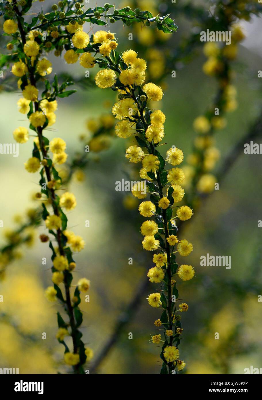 Close up of yellow flowers, leaves and spines of the Australian native shrub Acacia paradoxa, family Fabaceae. Endemic to open forest in all states Stock Photo