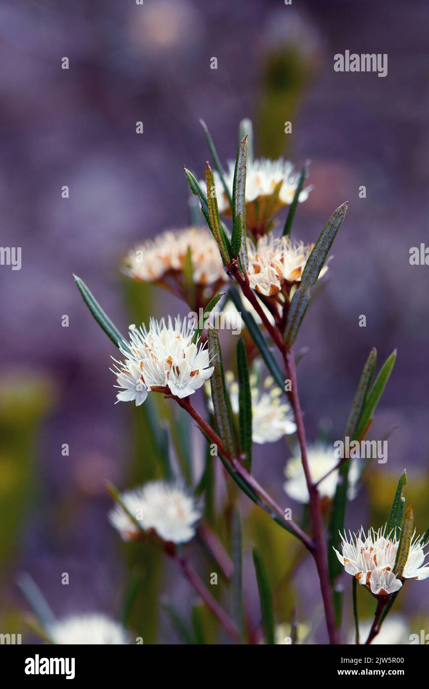 Star like cream flowers of the Australian native Phebalium squamulosum, family Rutaceae, growing in Sydney heath, NSW. Winter and spring flowering. Stock Photo