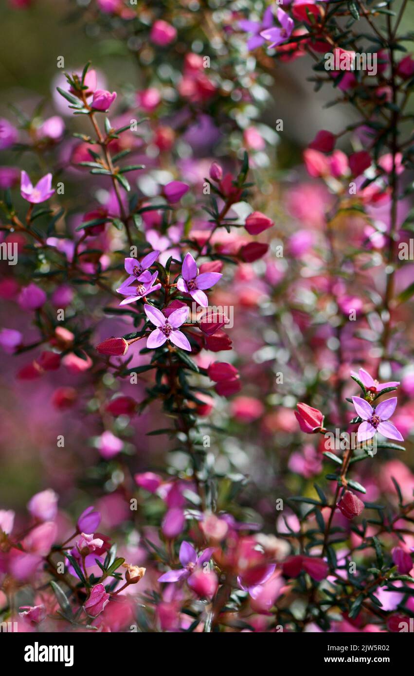 Beautiful pink flowers of the Australian native Boronia ledifolia, family Rutaceae, growing in