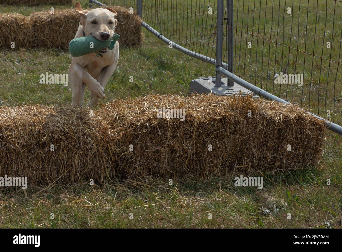 Golden coloured Labrador juming over bales of hay carrying a dummy in