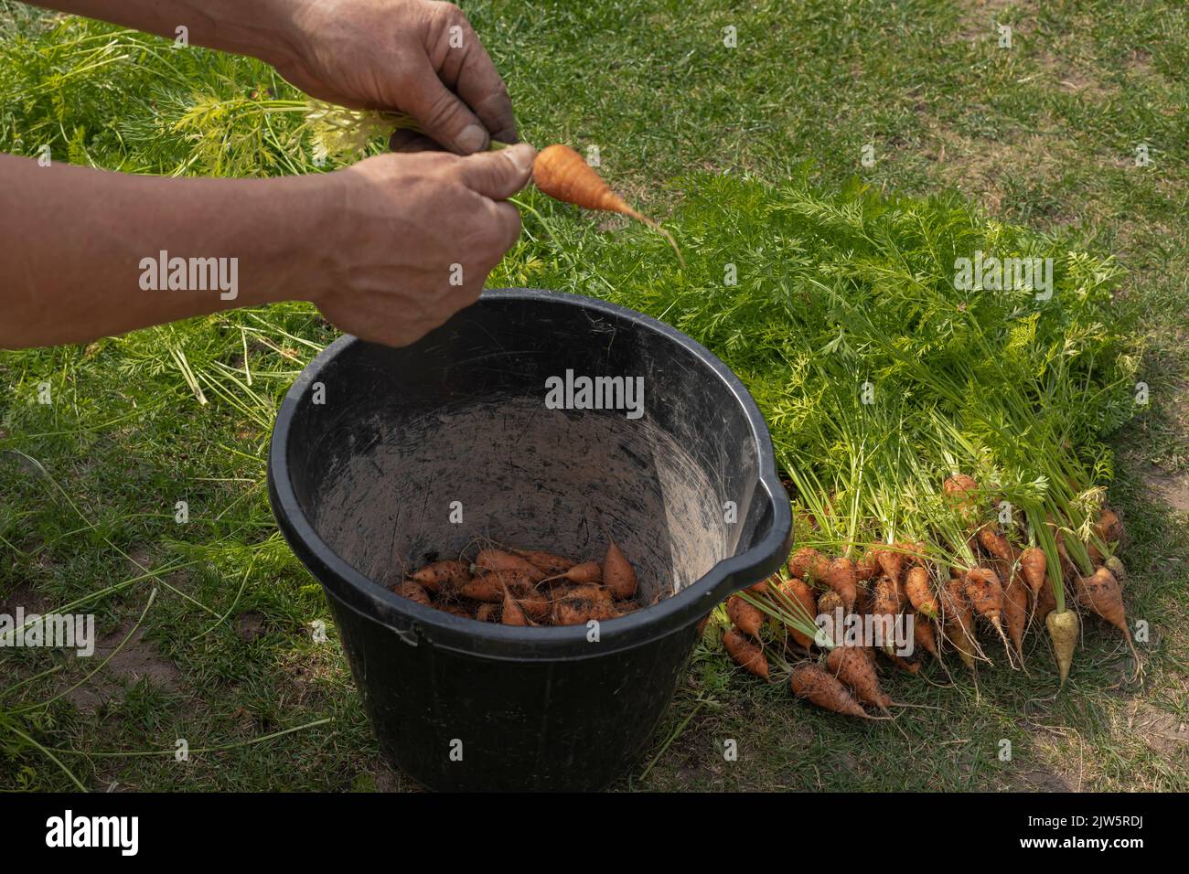 Growing carrots bucket hires stock photography and images Alamy