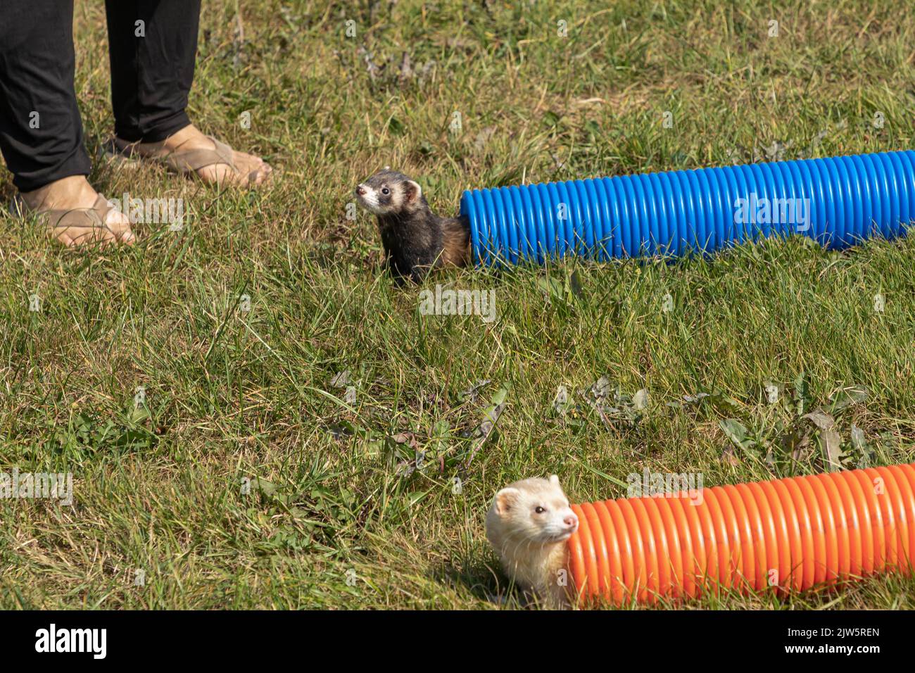 two ferrets popping out of brightly coloured pipes as a woman stands ...