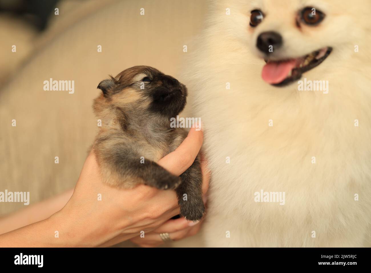 Pomeranian. Cute fluffy adorable Pomeranian and little puppy Stock Photo
