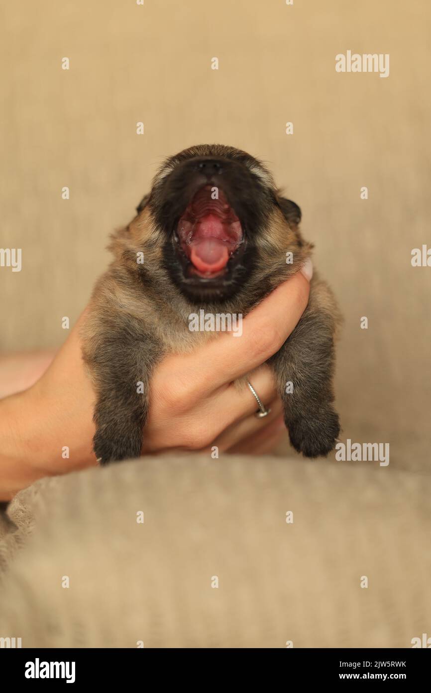 pomeranian spitz puppy two weeks old yawns Stock Photo