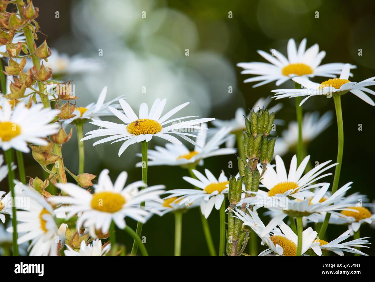 Daisy Marguerite. Garden photos the beautiful Daisy Marguerite