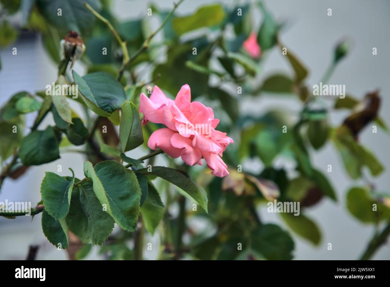 Pink rose in a bush seen up close Stock Photo - Alamy