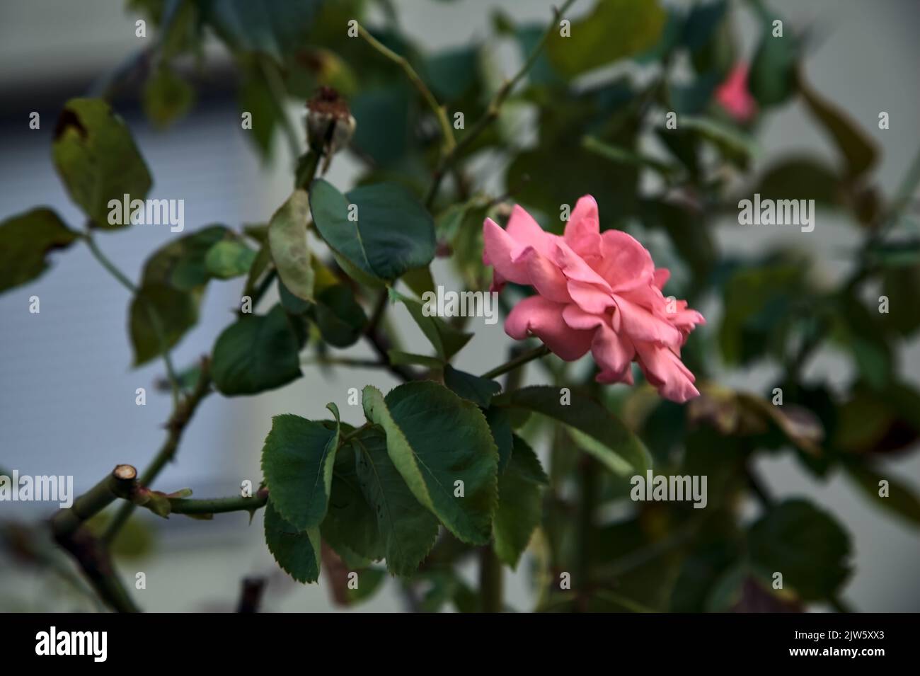 Pink rose in a bush seen up close Stock Photo - Alamy
