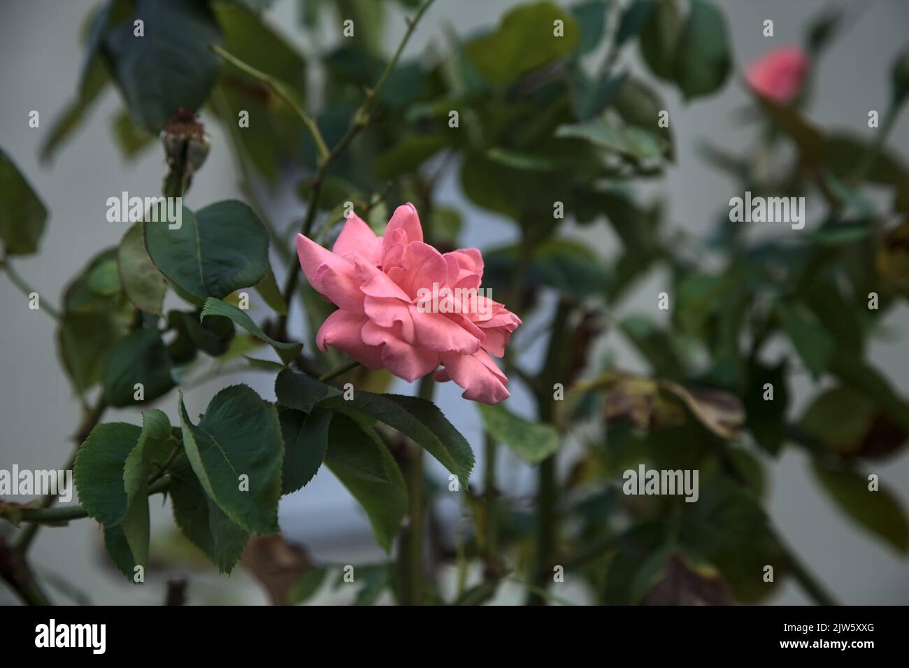 Pink rose in a bush seen up close Stock Photo - Alamy