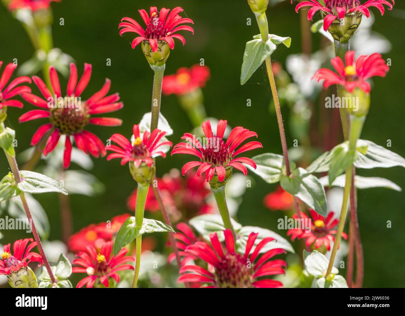'Red Spider' Peruvian zinnia, Spindelzinnia (Zinnia peruviana) Stock Photo