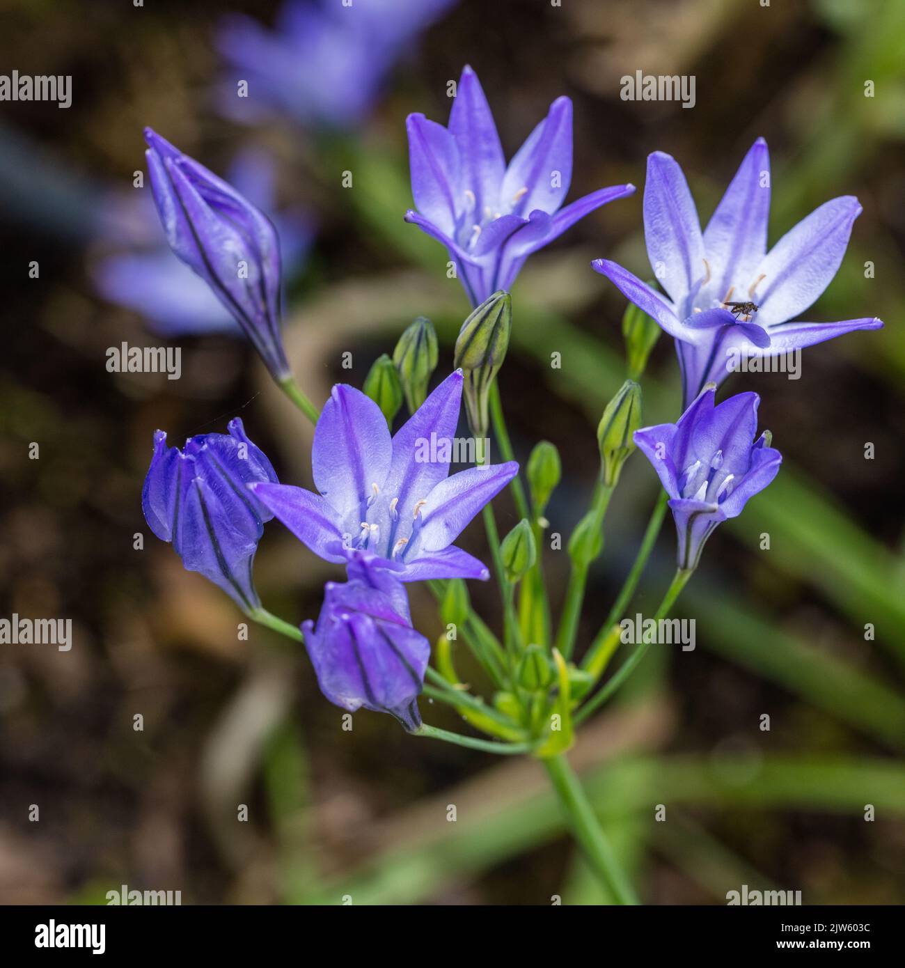 Ithuriel's spear, Blå bukettlilja (Triteleia laxa) Stock Photo