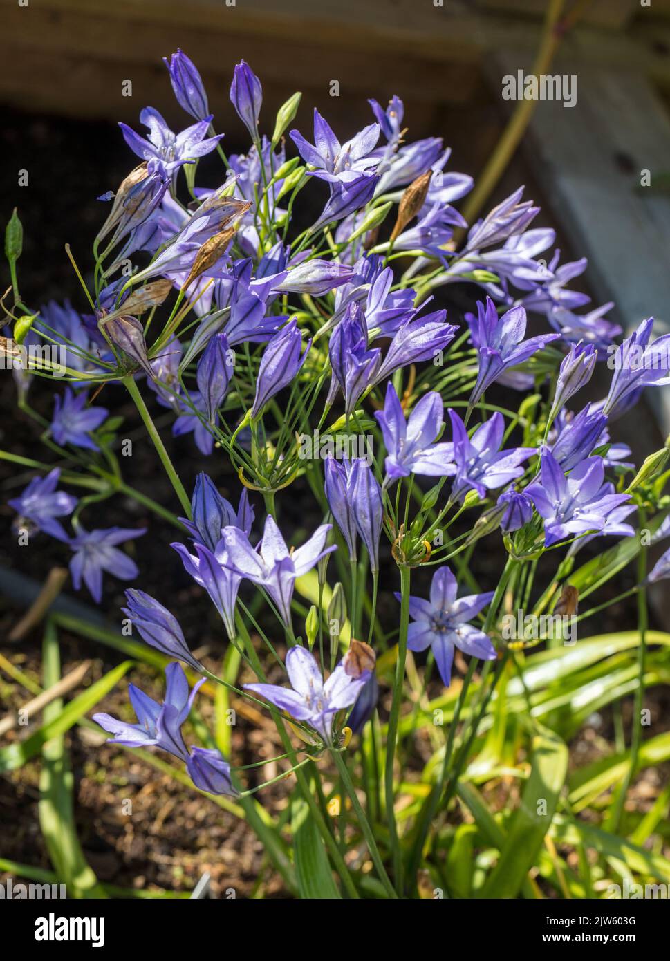 Ithuriel's spear, Blå bukettlilja (Triteleia laxa) Stock Photo