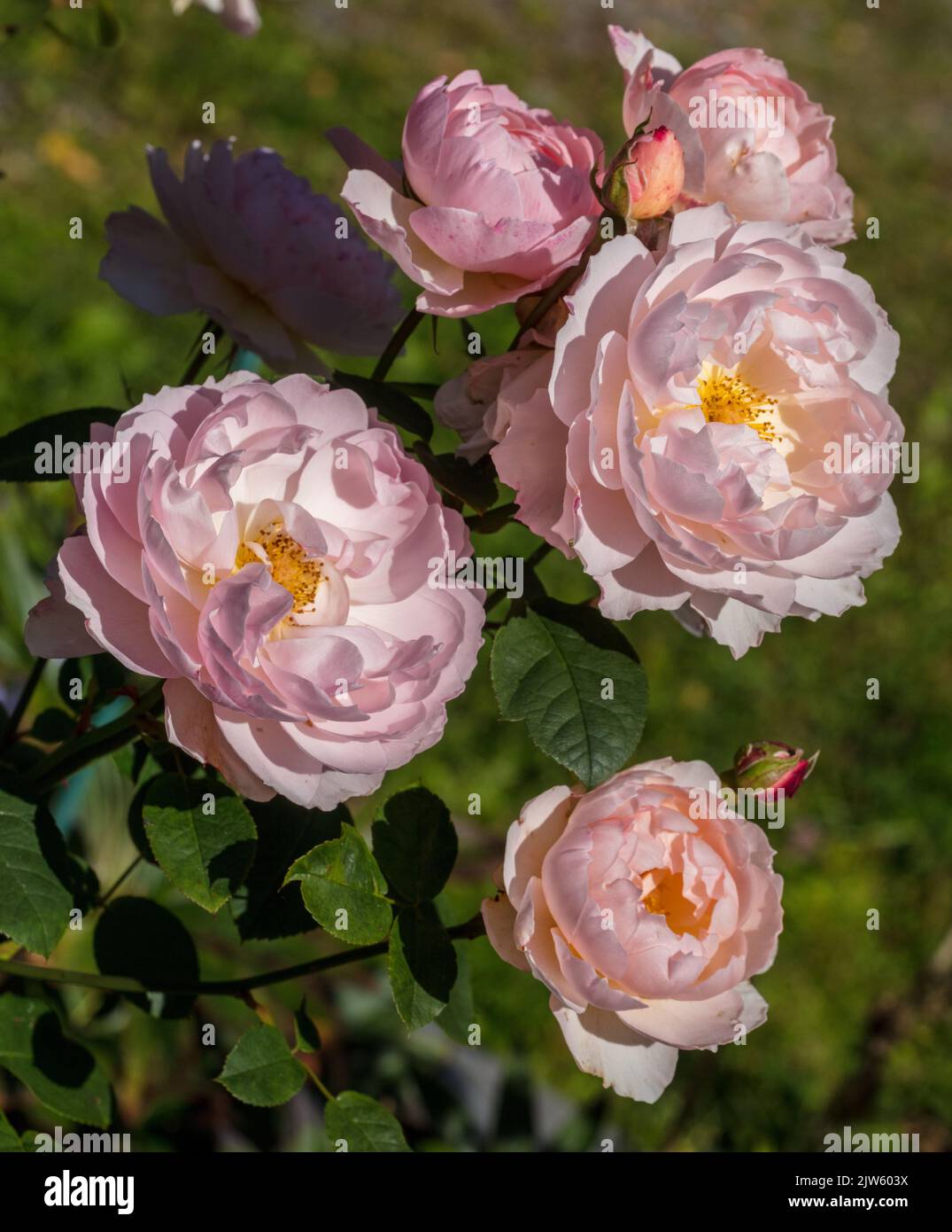 'Gentle Hermione, Ausrumba' English Rose, Engelsk ros (Rosa) Stock Photo