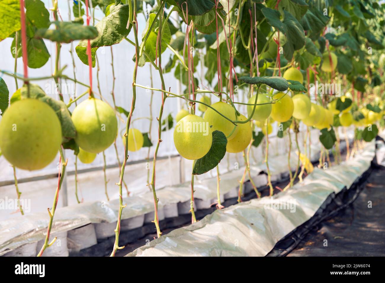 yellow melon with drip irrigation system in greenhouse Stock Photo Alamy