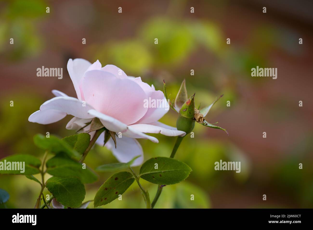 The rose in the garden. A photo of a beautiful pink rose in the garden ...