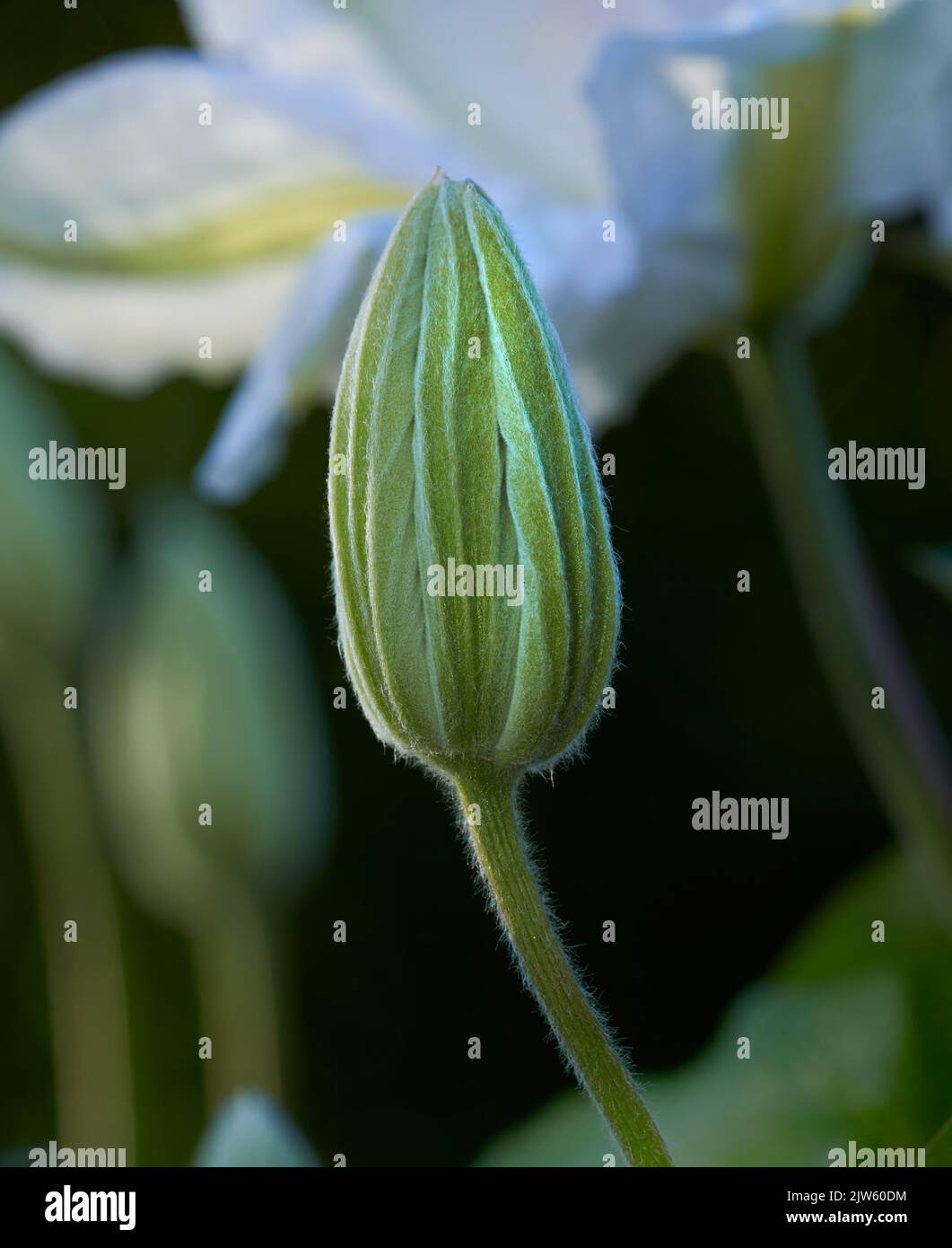 Purple and white Clematis Stock Photo Alamy