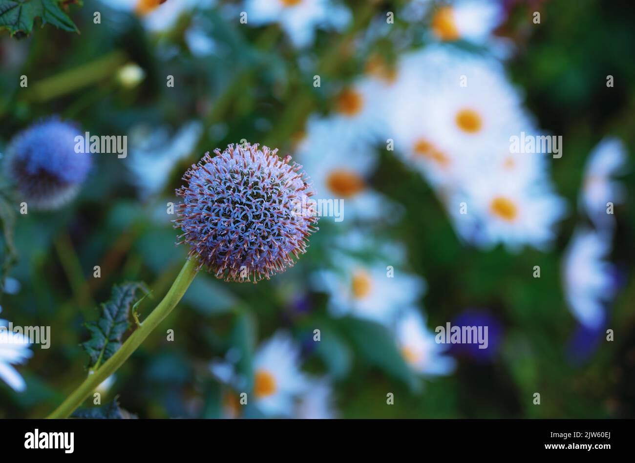 Globe Thistle flowers. Blue Globe Thistle Flowers, known as Echinops