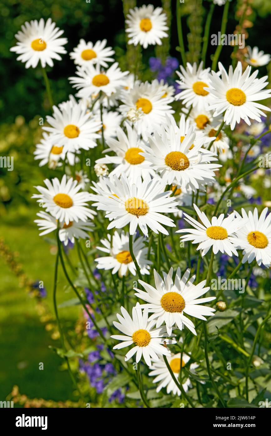 Daisy Marguerite. Garden photos the beautiful Daisy Marguerite