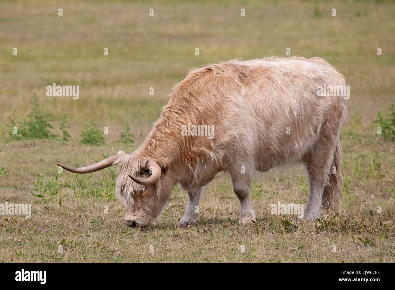 Highland cow grazing on prairie grassland pasture in Alberta, Canada Stock Photo