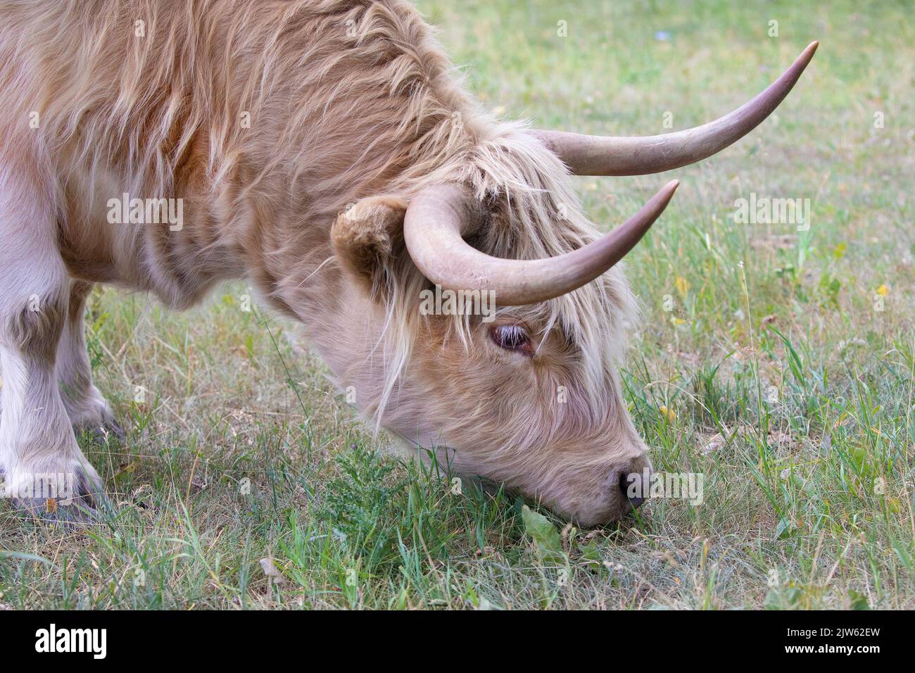 Highland cow grazing on pasture grasses, close up of face and horns Stock Photo